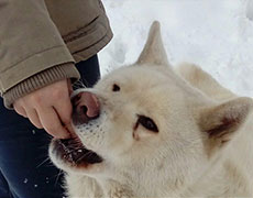 Pansion za pse Novi Sad